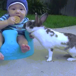 Bunny-Steals-Cookie-From-Baby